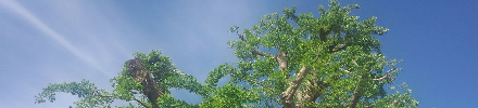 Ginkgo